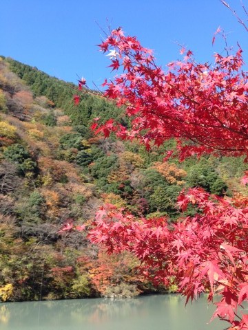 浜松から行ける紅葉：奥大井の紅葉