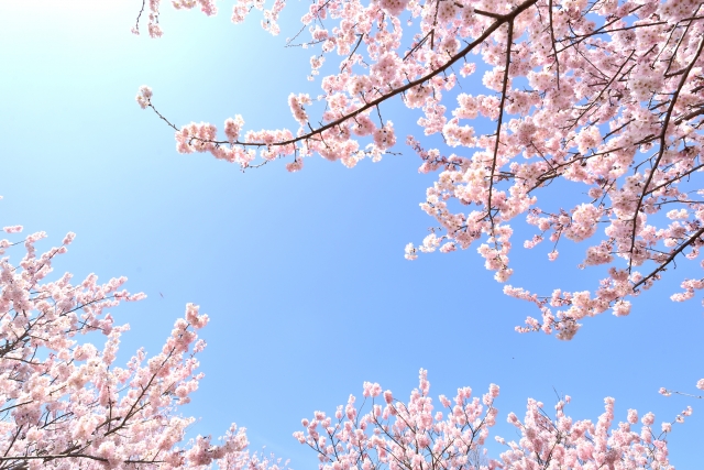 樹齢がハンパない日本三大桜と浜松のお花見名所７選