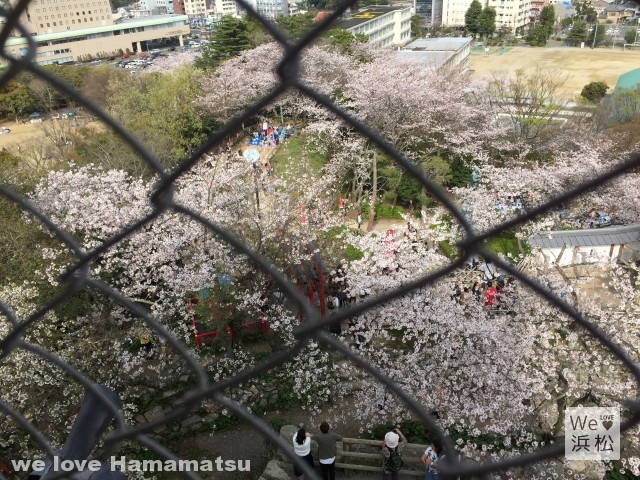 浜松城天守閣：桜