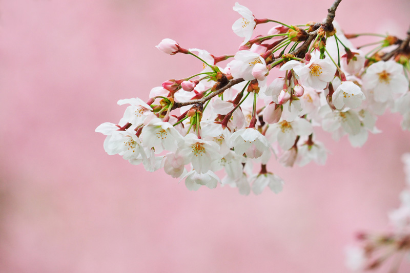 フラワーパークの桜