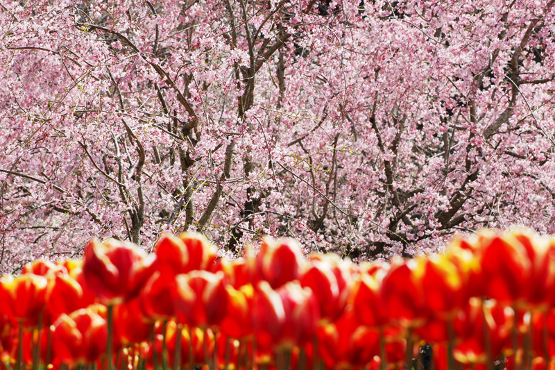 フラワーパークの桜とチューリップのコラボ