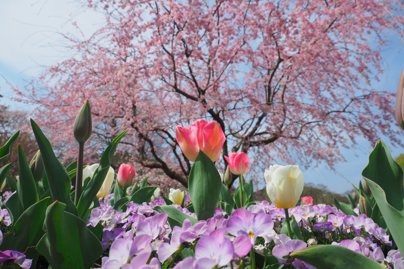フラワーパークの桜とチューリップのコラボ