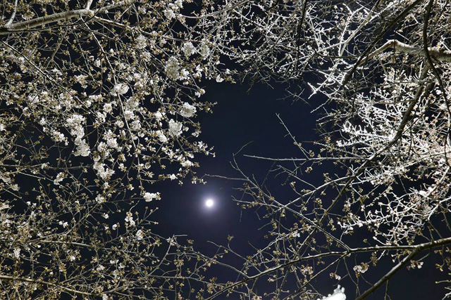 浜松城公園の夜桜