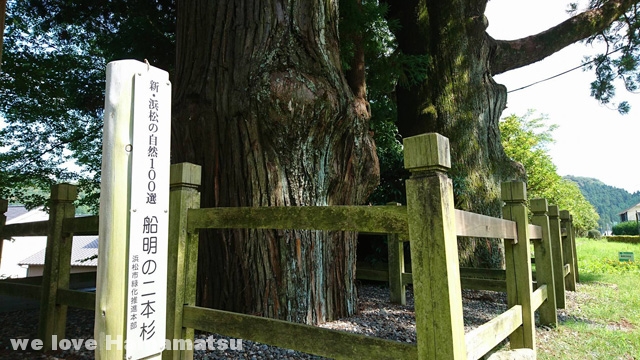 浜松市指定文化財の杉の木