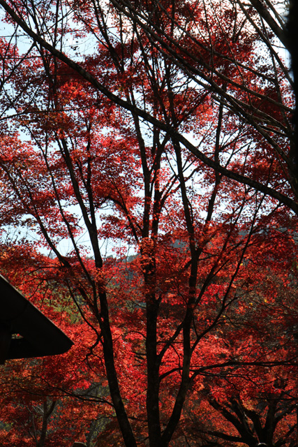 香嵐渓の紅葉の見頃