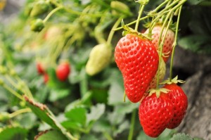strawberry