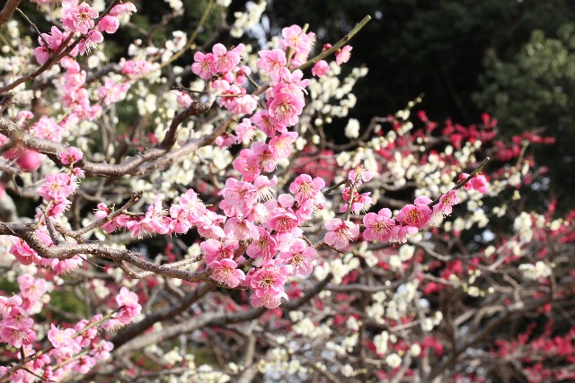 梅の花見で、一足早く春を感じてみませんか。浜松近郊の梅見スポット７選
