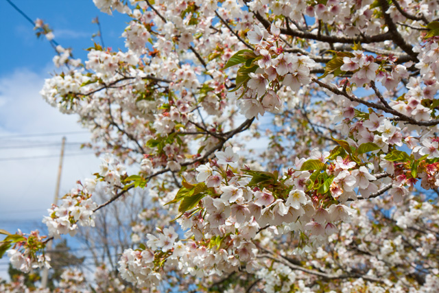 さくらの里　大島桜