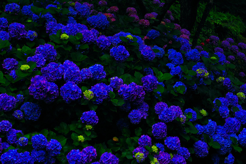 フラワーパークの紫陽花