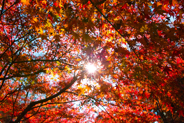 浜松城公園の紅葉