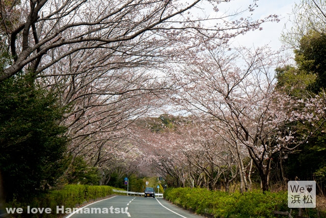 佐鳴湖公園の桜のトンネル