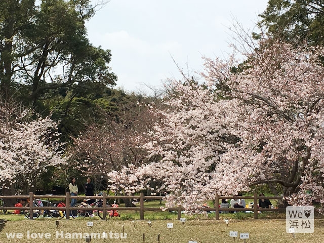 花見といえば桜 浜松のお花見名所9選と日本三大桜 年版 We Love 浜松 浜松エンジョイ情報倶楽部