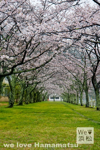 船明ダム運動公園の桜のトンネル