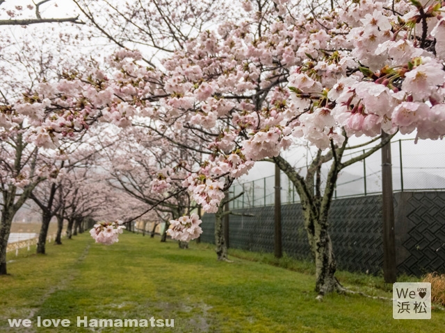 船明ダム運動公園の桜のトンネル