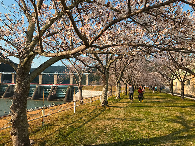 船明ダム桜のトンネル