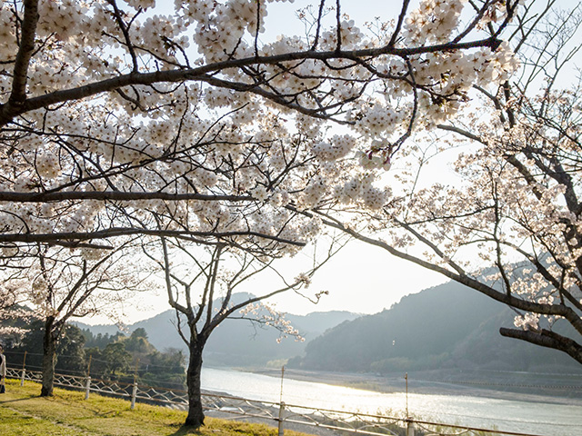 船明ダム桜のトンネル　桜開花状況