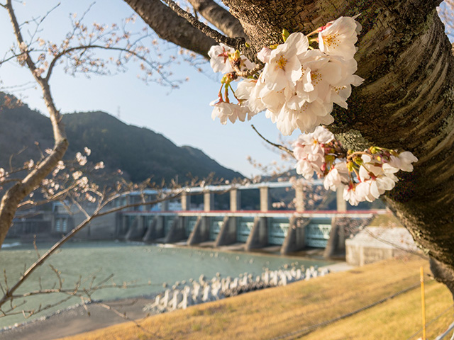 船明ダム桜のトンネル　桜開花状況