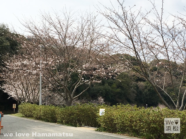 都田公園の桜