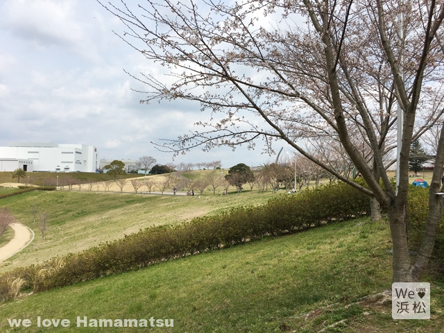 都田公園の桜