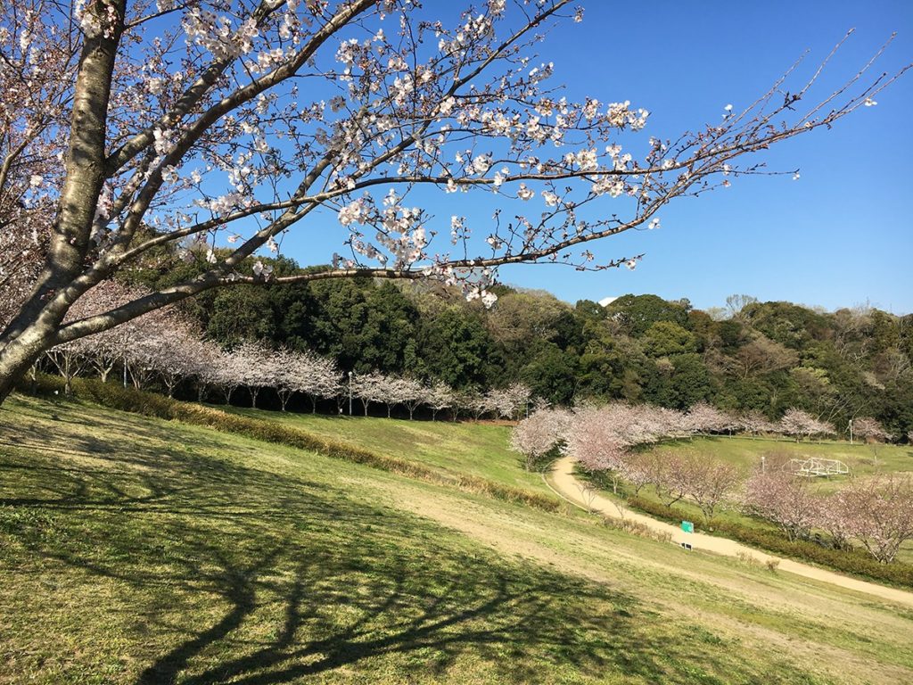 都田公園の桜（浜松市の桜開花状況）