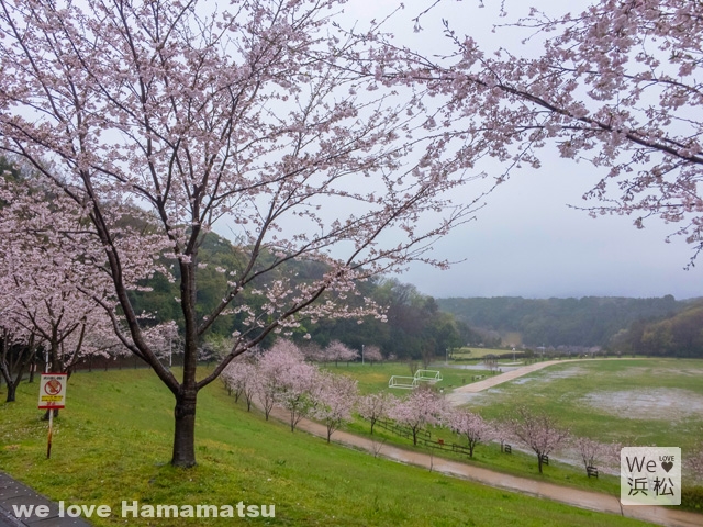 都田公園の桜開花状況