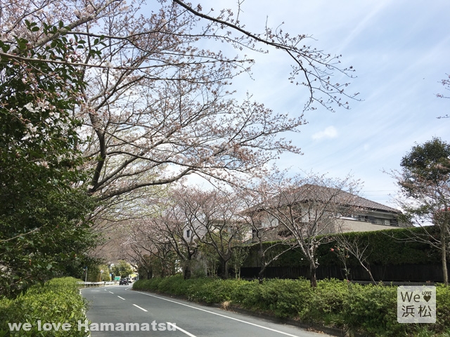 佐鳴湖公園の桜開花状況