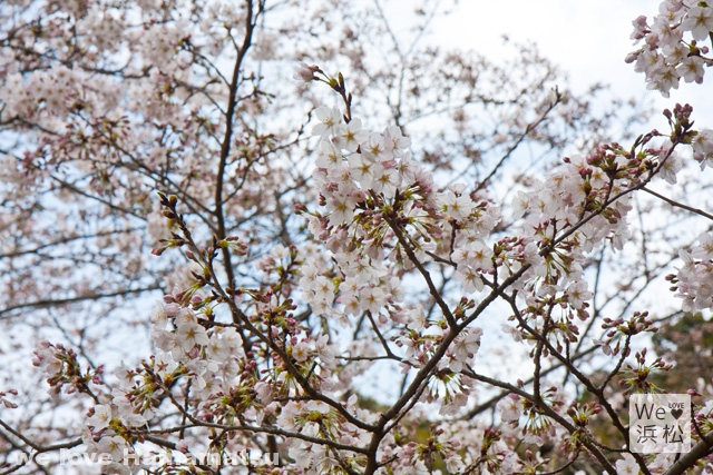 佐鳴湖公園の桜開花状況