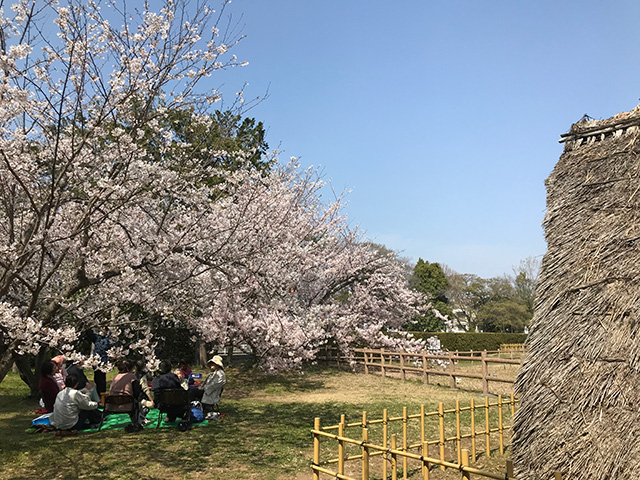 蜆塚遺跡の桜