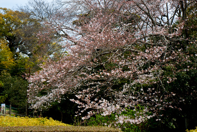 蜆塚公園の桜開花状況