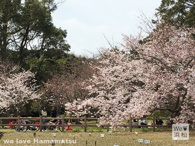 蜆塚公園の桜開花状況