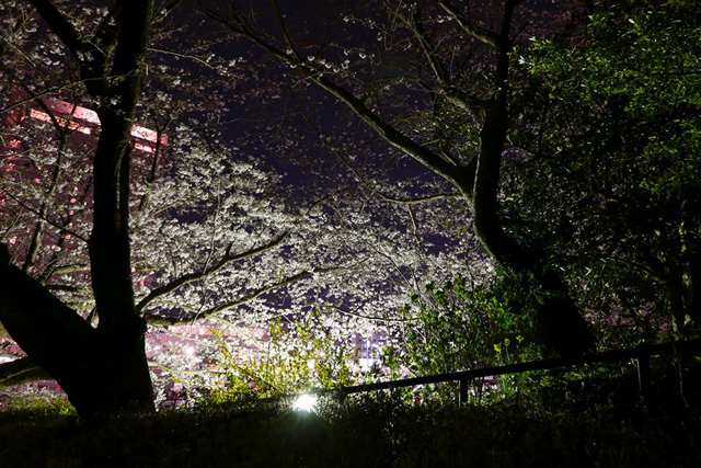 浜松城公園の夜桜