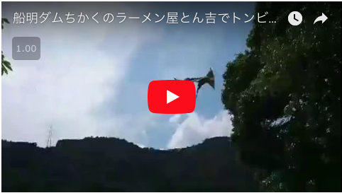 htube：welove浜松の動画集：トンビの餌やり