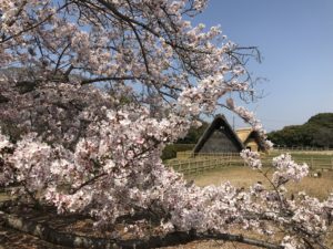 浜松の桜、お花見スポット2019