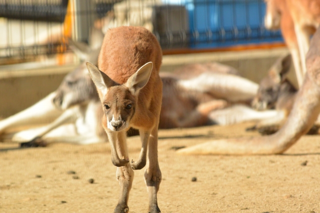 動物園　カンガルー