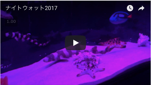 Htube：welove浜松の動画集：ナイトウォット2017