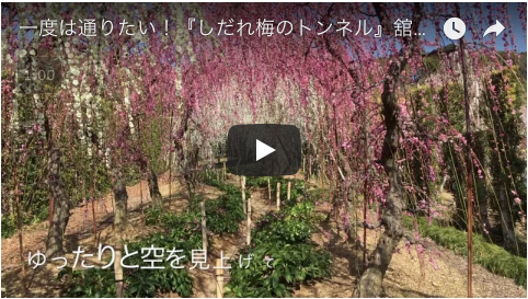 Htube：welove浜松動画集：昇竜枝垂れ桜