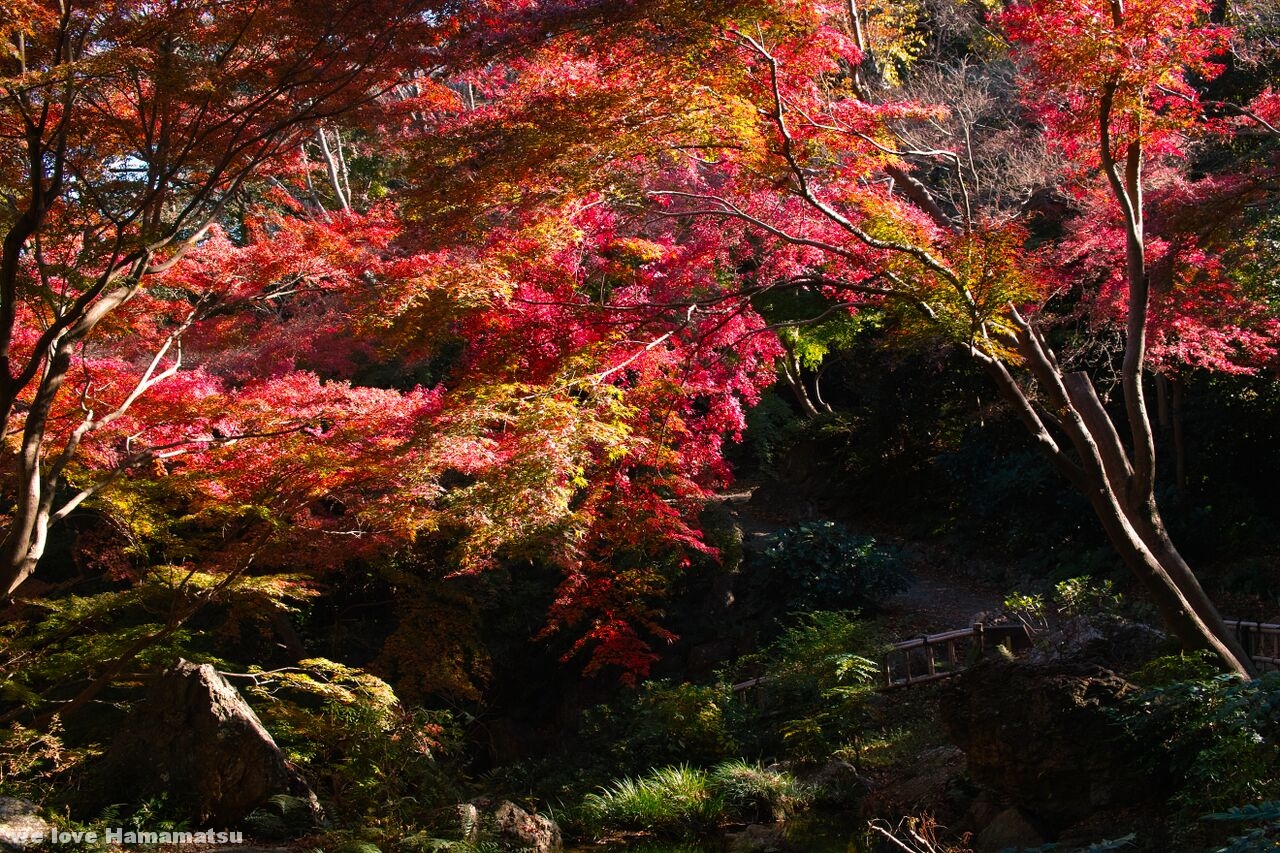 浜松城公園　紅葉まつり