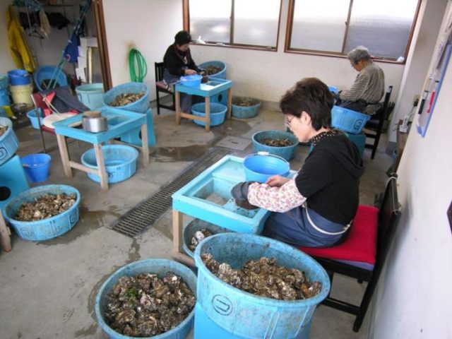 浜名湖牡蠣のむき作業
