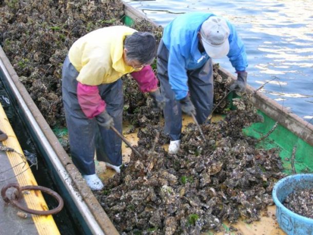 浜名湖養殖の牡蠣