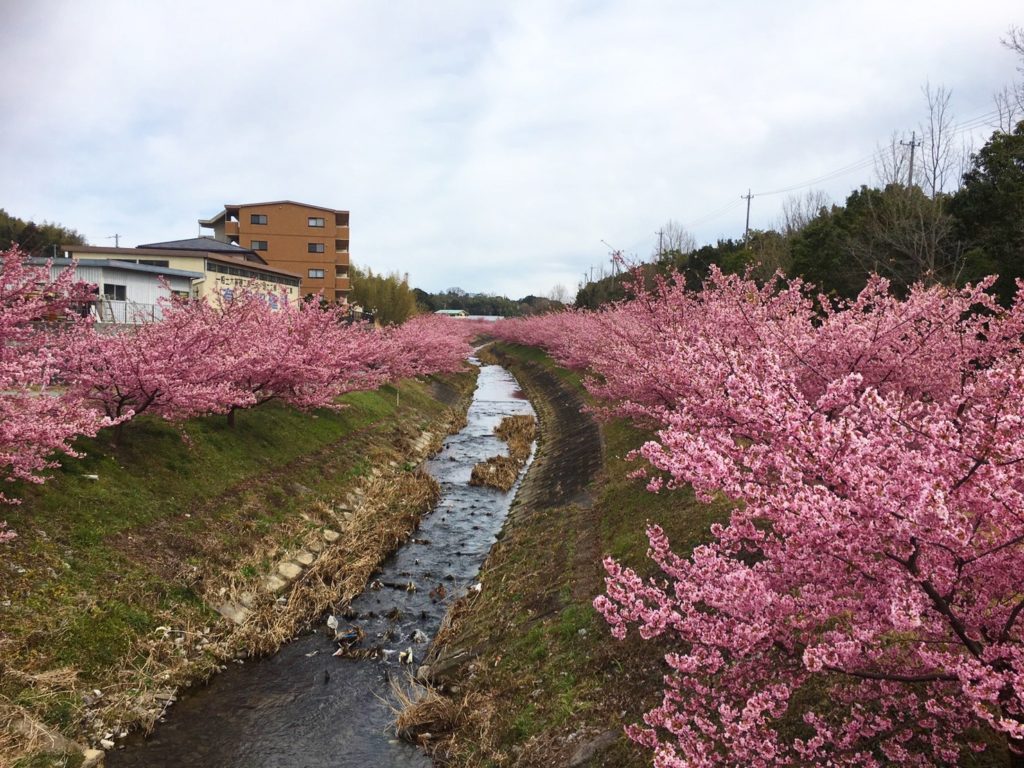 浜松桜のお花見名所9選と日本三大桜 2021年版 We Love 浜松 浜松エンジョイ情報倶楽部
