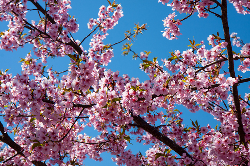 東大山河津さくら：川ぞいに４００本の河津桜
