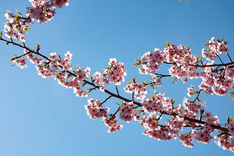 東大山河津さくら：川ぞいに４００本の河津桜