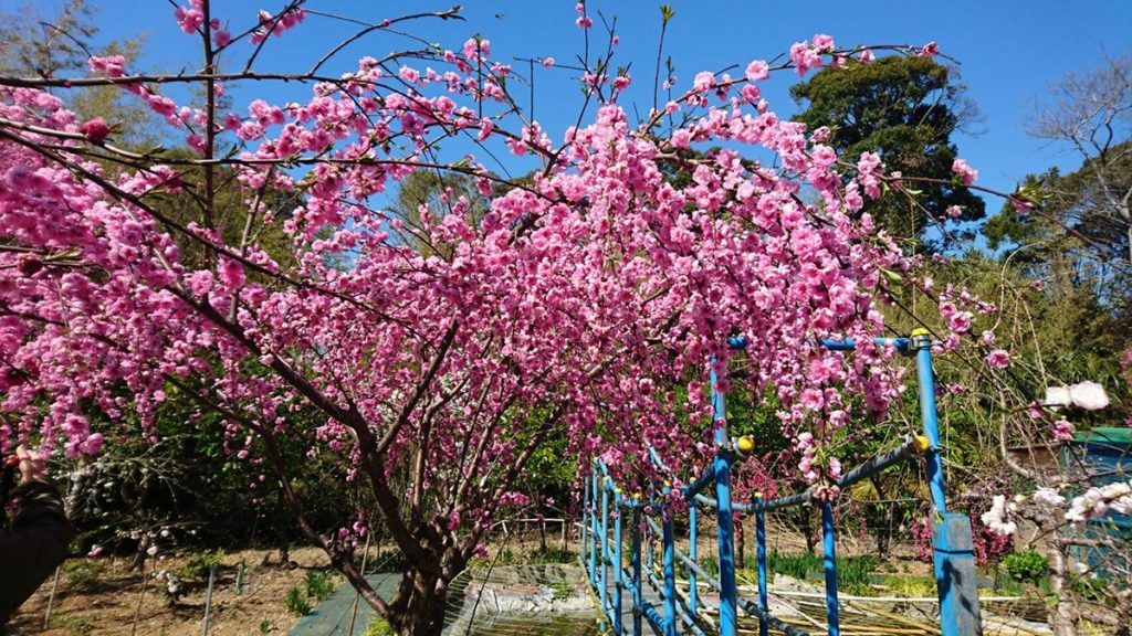浜名湖フラワーパークの桜（浜松市の桜開花情報）