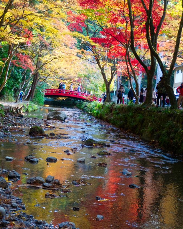 小國神社の紅葉もキレイでした We Love 浜松 浜松エンジョイ情報倶楽部