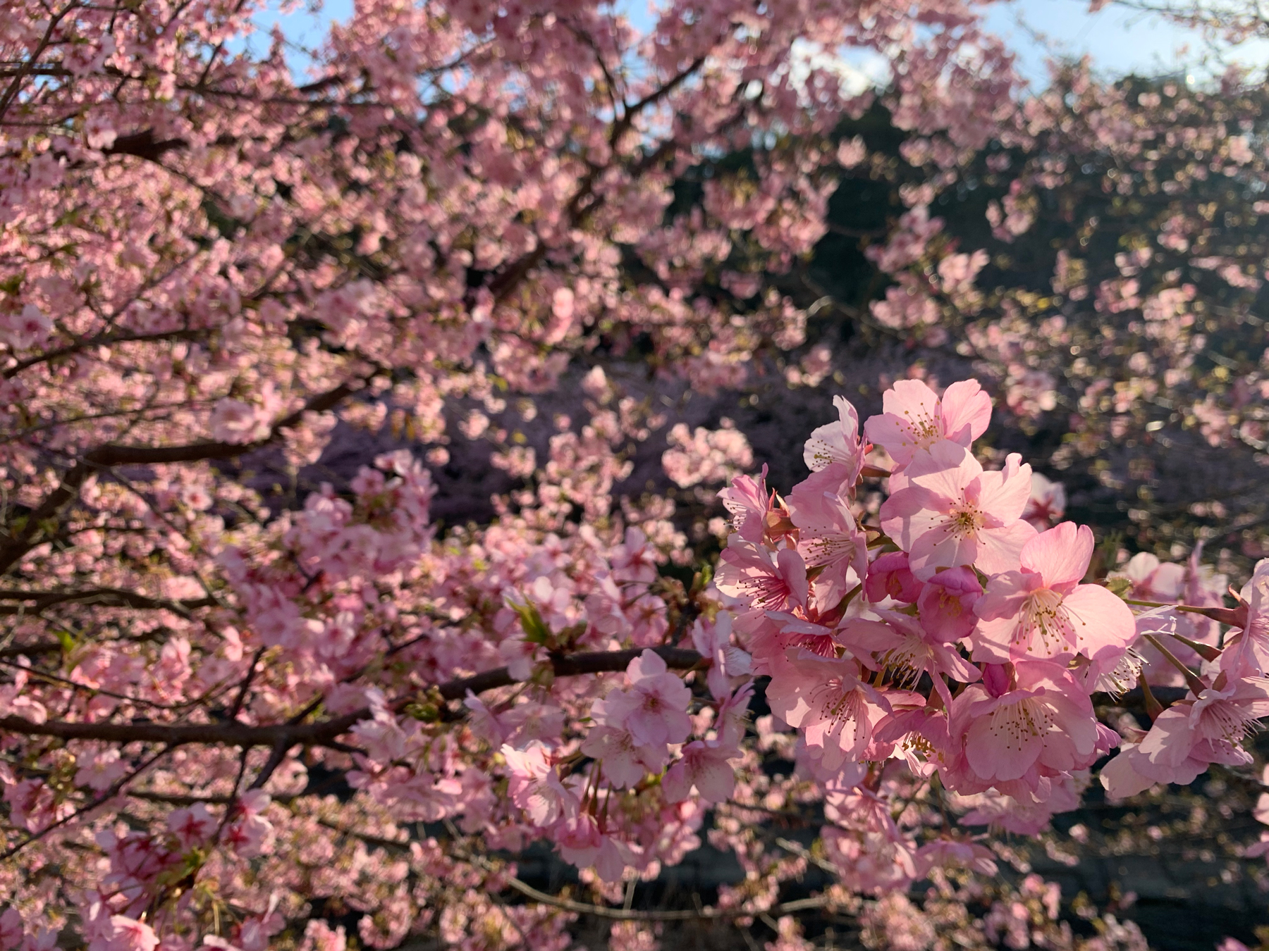 東大山の河津桜並木開花状況