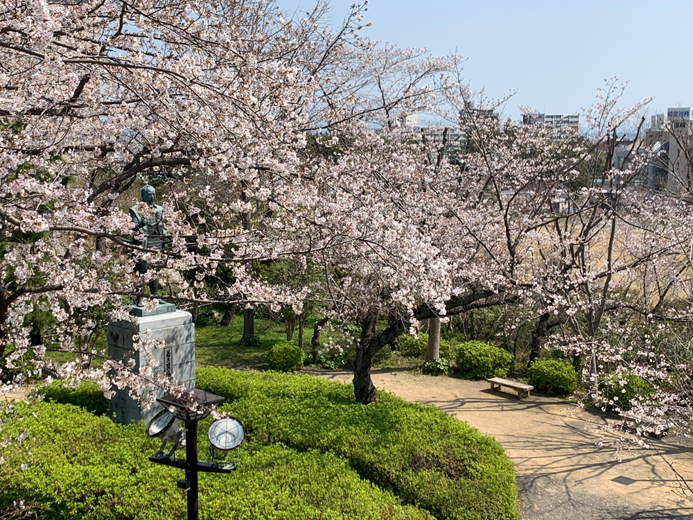 浜松城公園の桜開花状況