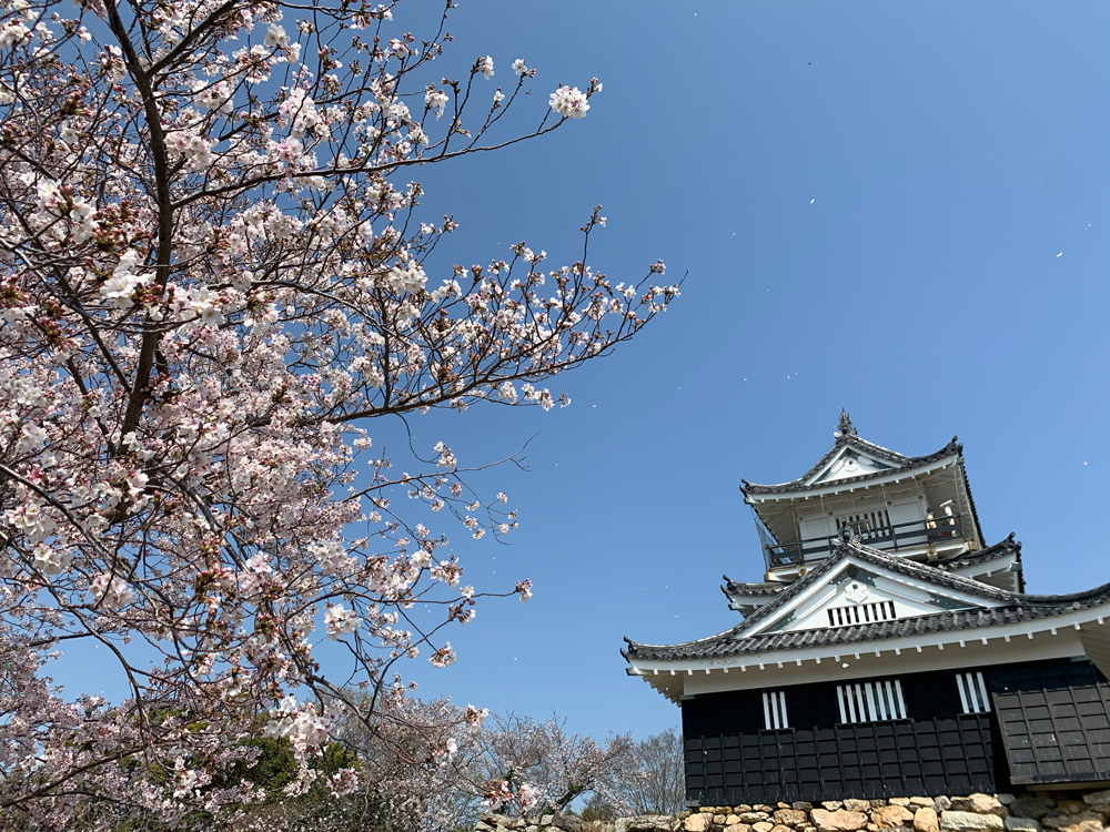 浜松城公園の桜開花状況