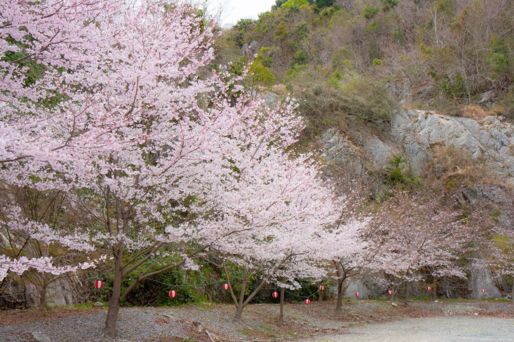浜松桜の名所：岩水寺