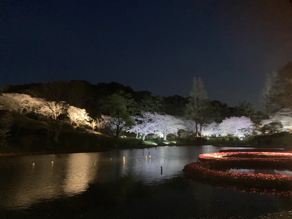 はままつフラワーパーク：夜桜ライトアップ