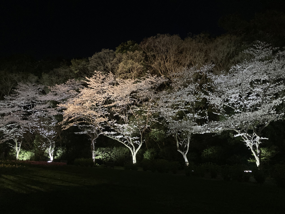 はままつフラワーパーク：夜桜ライトアップ